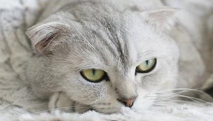 开云体育平台-广东队积极备战季后赛争取最佳名次，广东队季后赛战绩